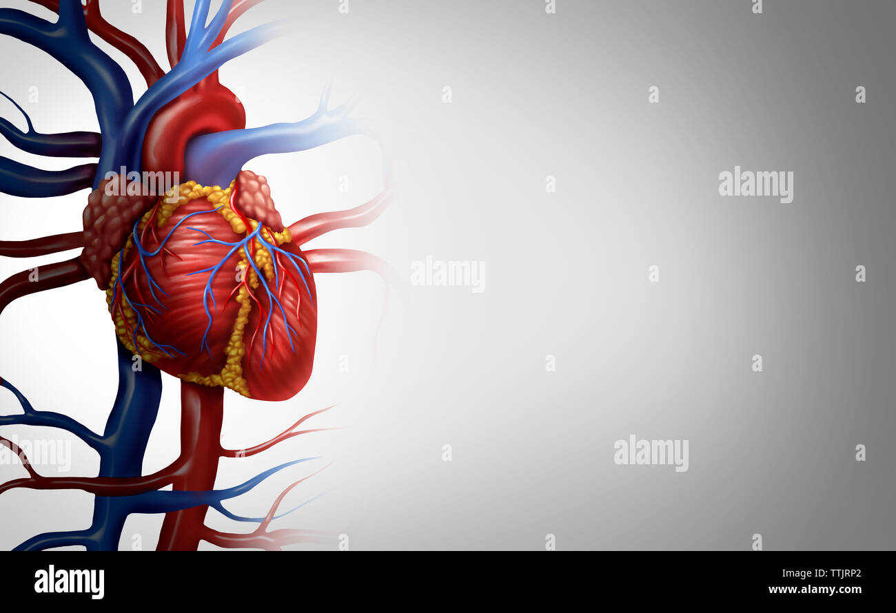 Anatomía del corazón humano a partir de un cuerpo sano aislado sobre fondo blanco como símbolo de la atención médica de un órgano cardiovascular interior. Foto de stock