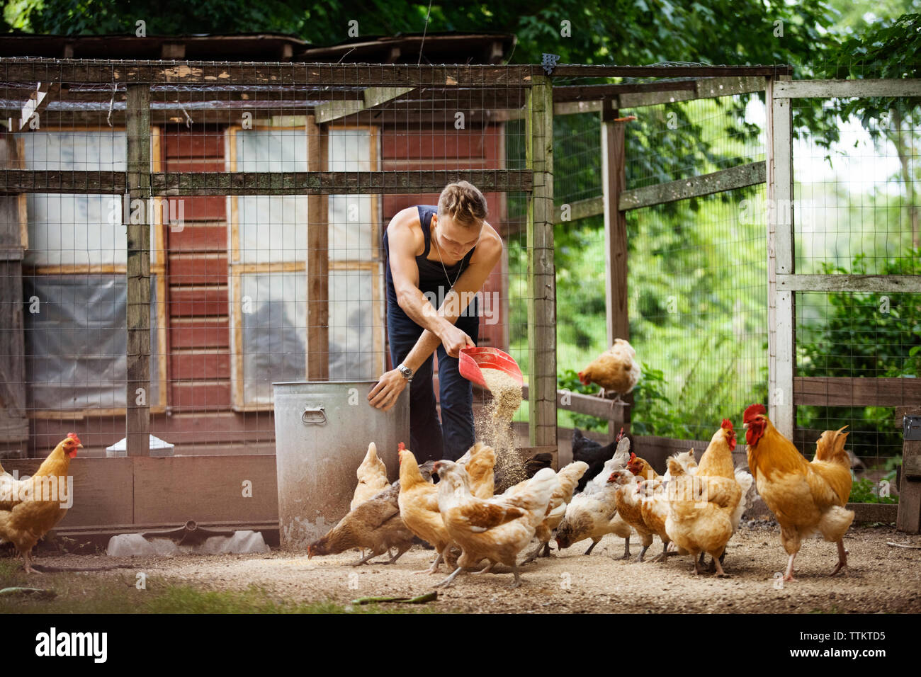 Agricultor alimentar gallinas en corral Foto de stock