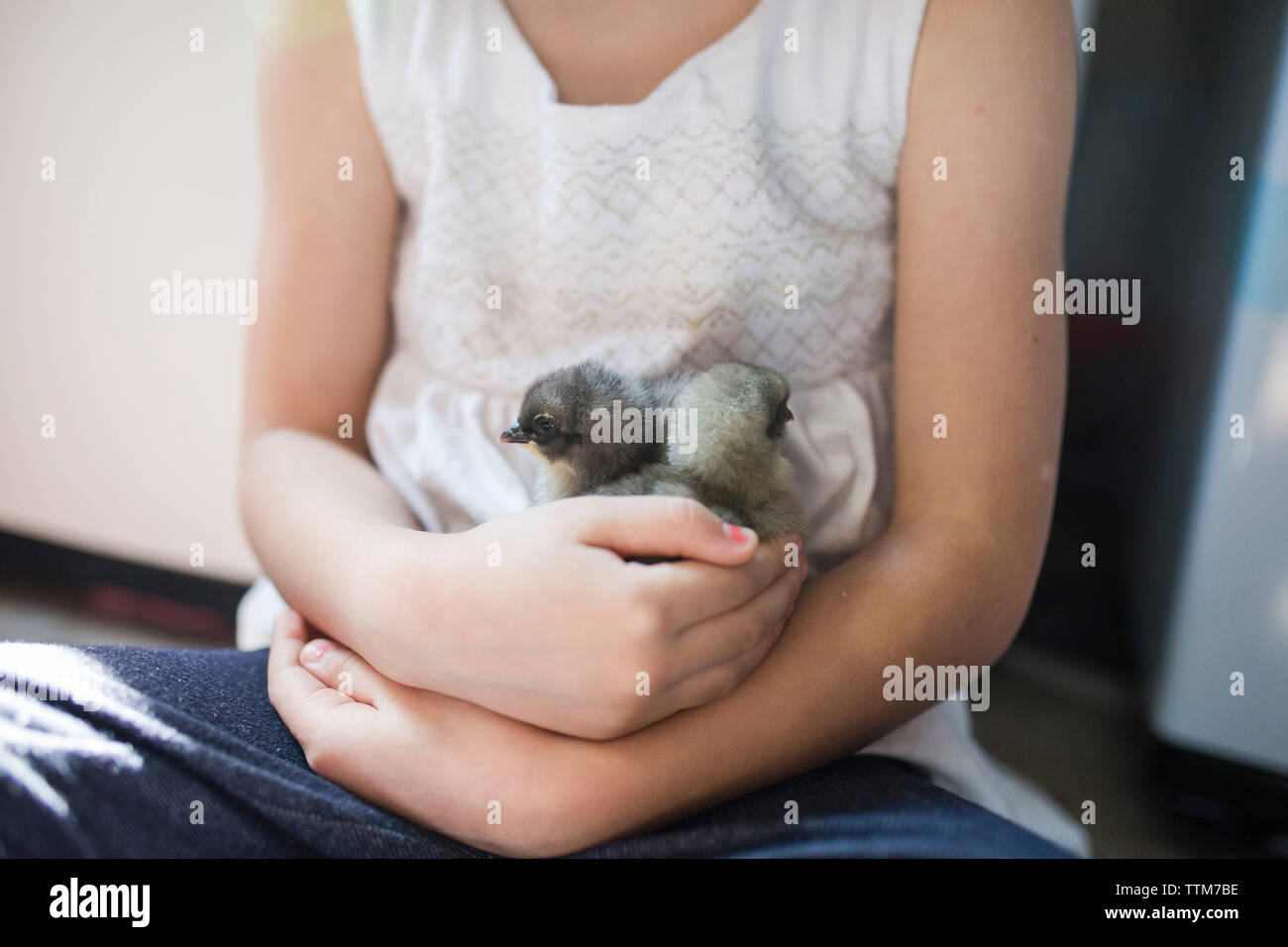 Parte media de Chica sujetando los pájaros jóvenes sentados en casa Foto de stock