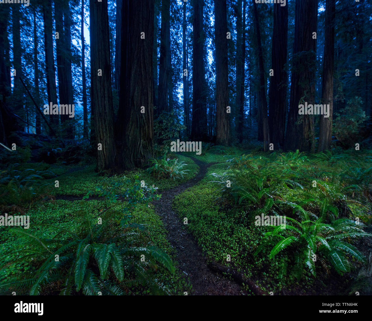 La tranquila vista de bosque en Jedediah Smith Redwoods State Park Foto de stock