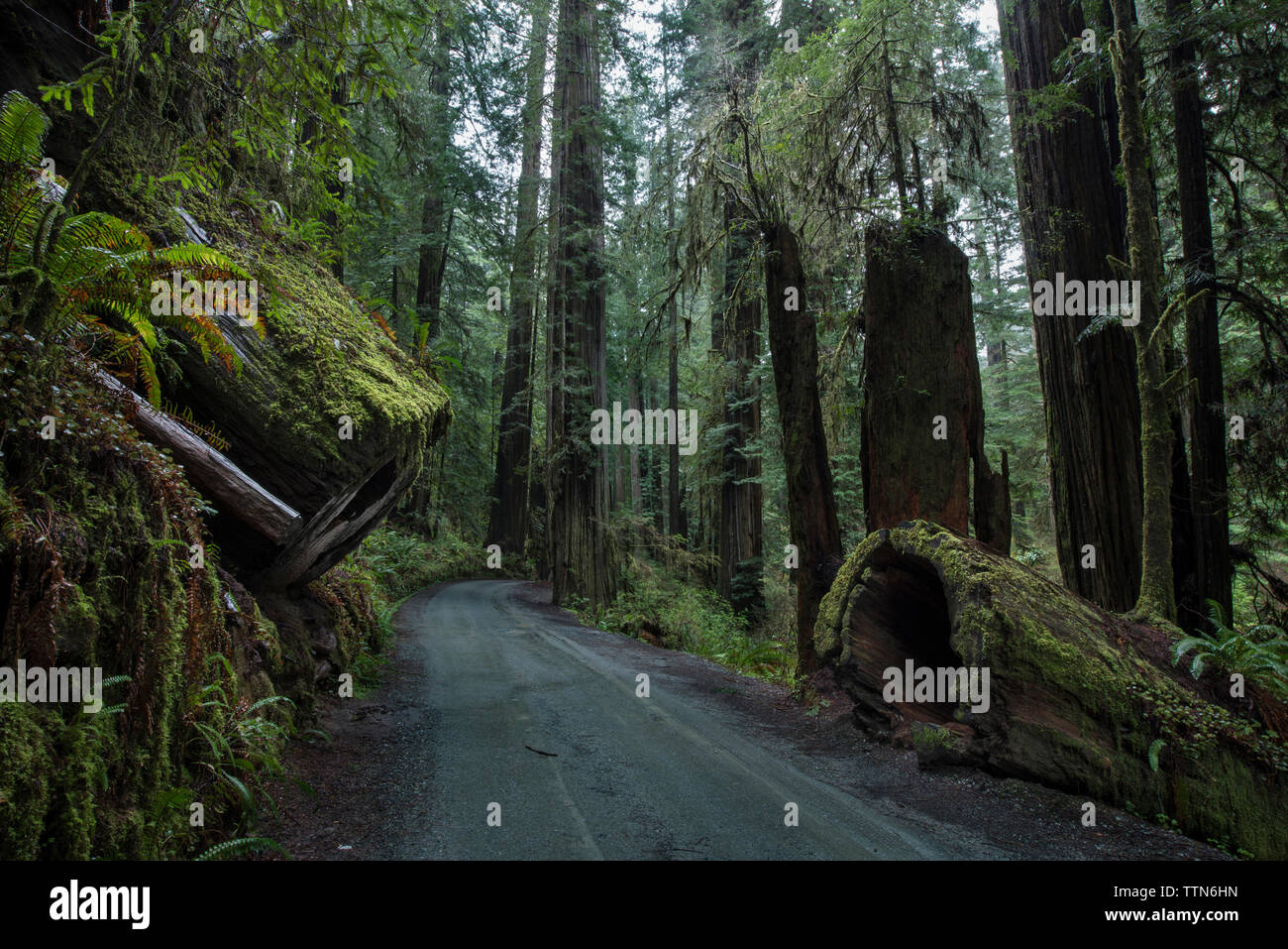 Camino en medio del bosque a Jedediah Smith Redwoods State Park Foto de stock