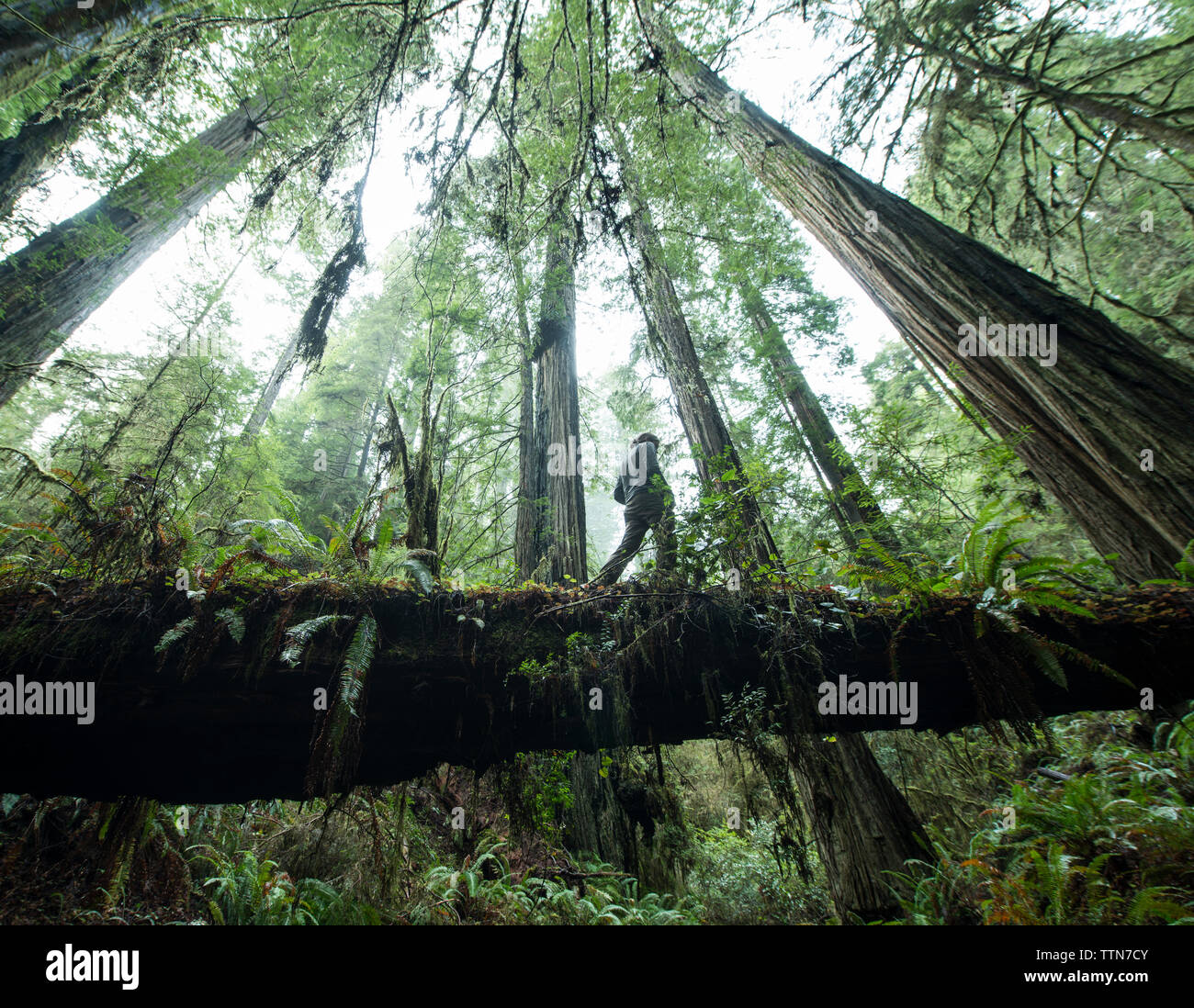 Ángulo de visión baja de hombre caminando sobre troncos de árboles caídos en Jedediah Smith Redwoods State Park Foto de stock