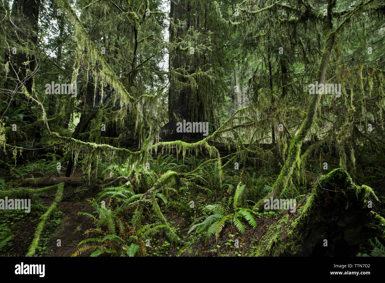 Las plantas que crecen en Jedediah Smith Redwoods State Park Foto de stock