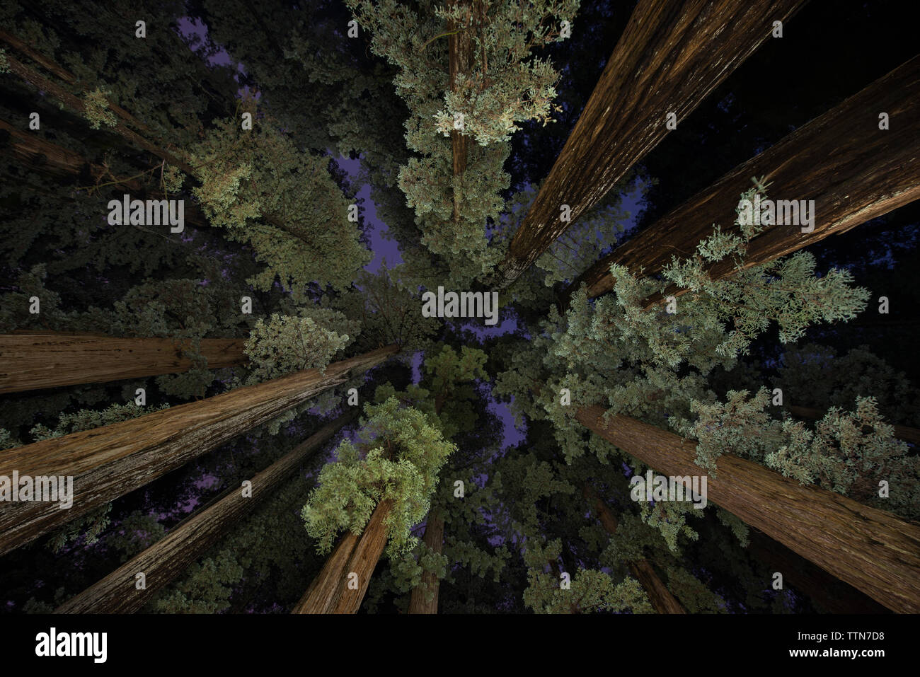 Ángulo de visión baja de árboles en Jedediah Smith Redwoods State Park durante el anochecer Foto de stock