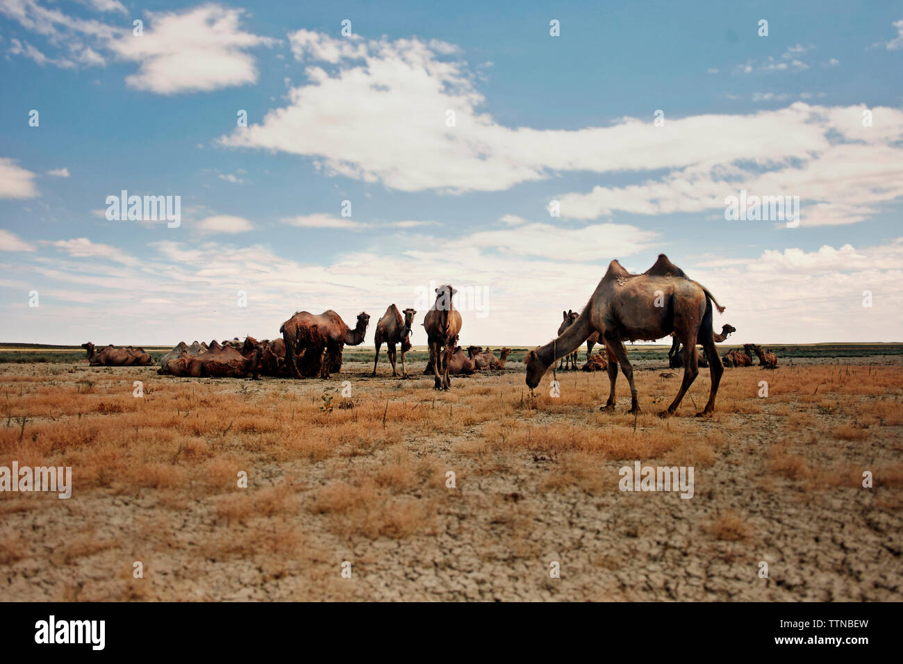 Los camellos en el árido paisaje contra el cielo durante el día soleado Foto de stock