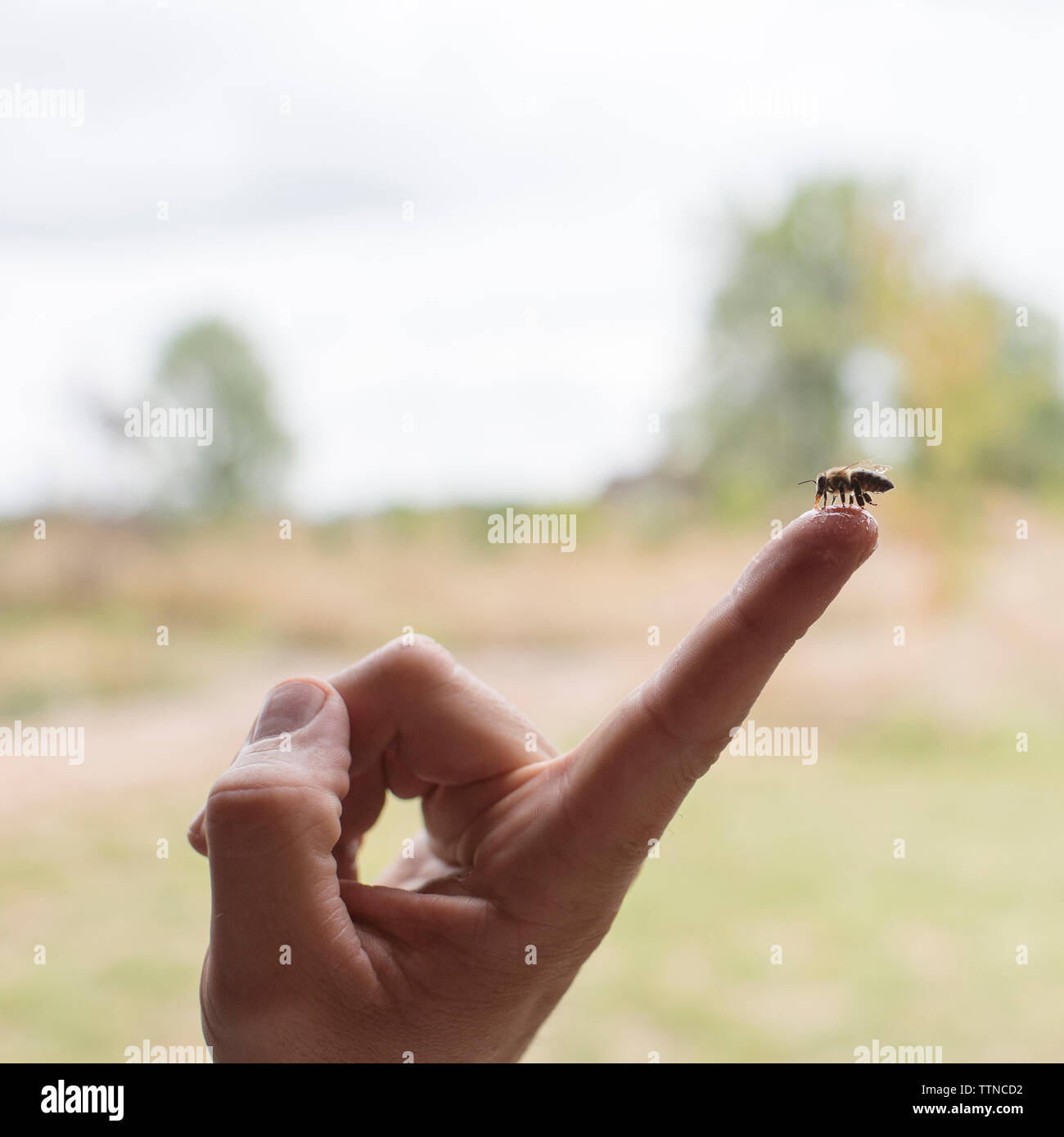 Cierre de la alimentación de las abejas de miel en hombre del dedo índice Foto de stock