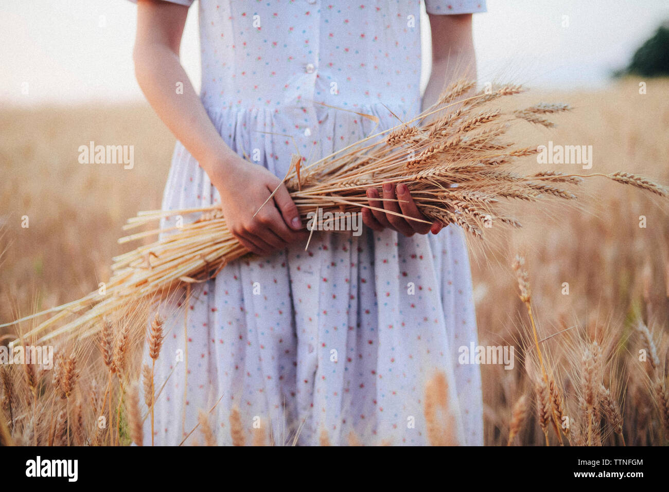 La mitad del torso de mujer sosteniendo los cultivos de trigo estando de pie en el campo contra el cielo Foto de stock