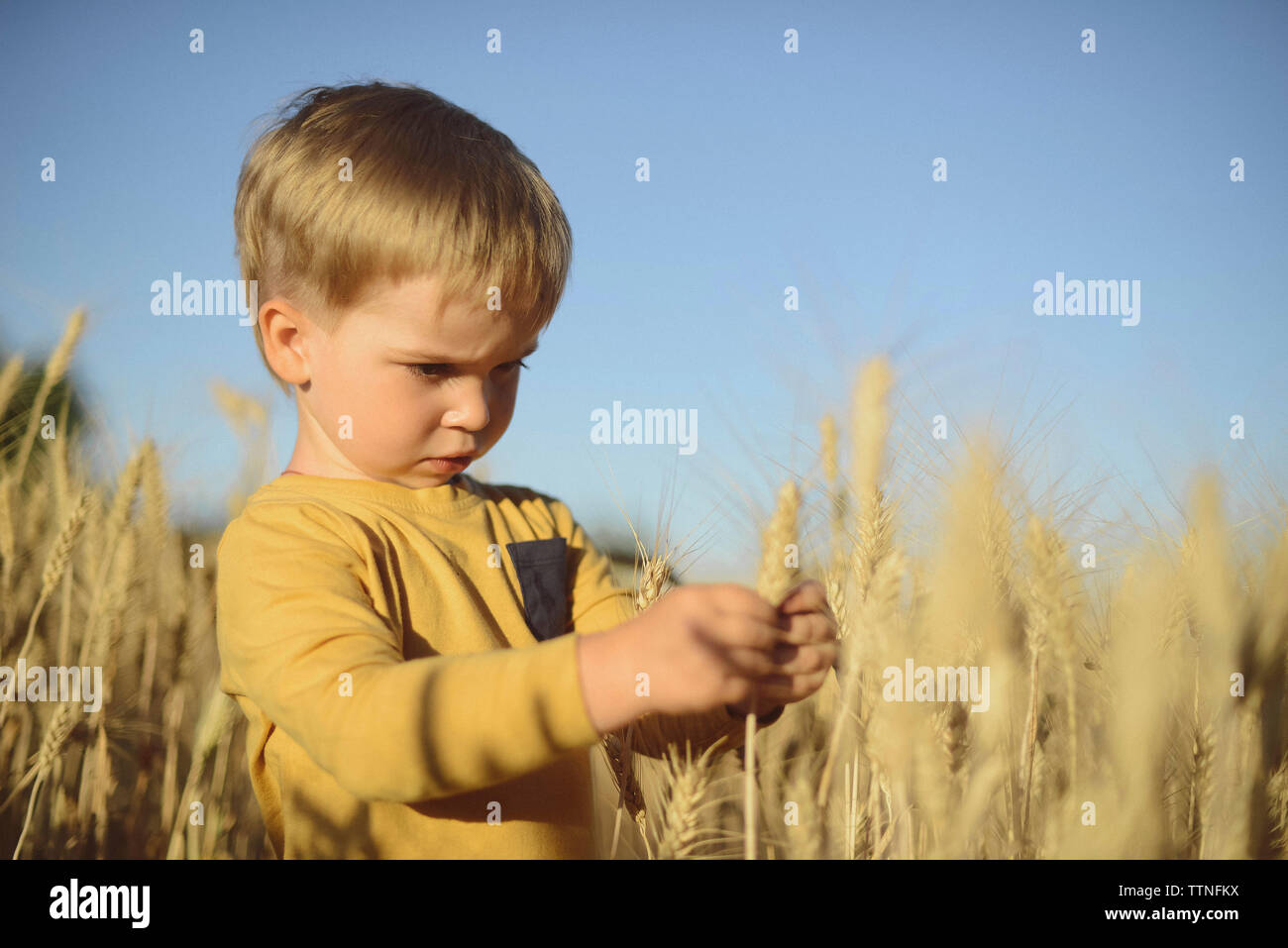 Chico lindo busca en espiga de trigo mientras está parado en el campo Foto de stock