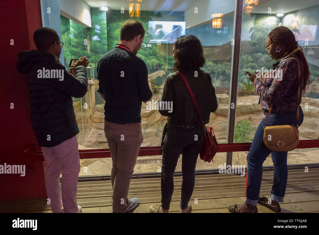 Saint-Aignan, FRANCIA, Zoo de Beauval, grupo joven de adolescentes detrás, los turistas que toman fotos Foto de stock