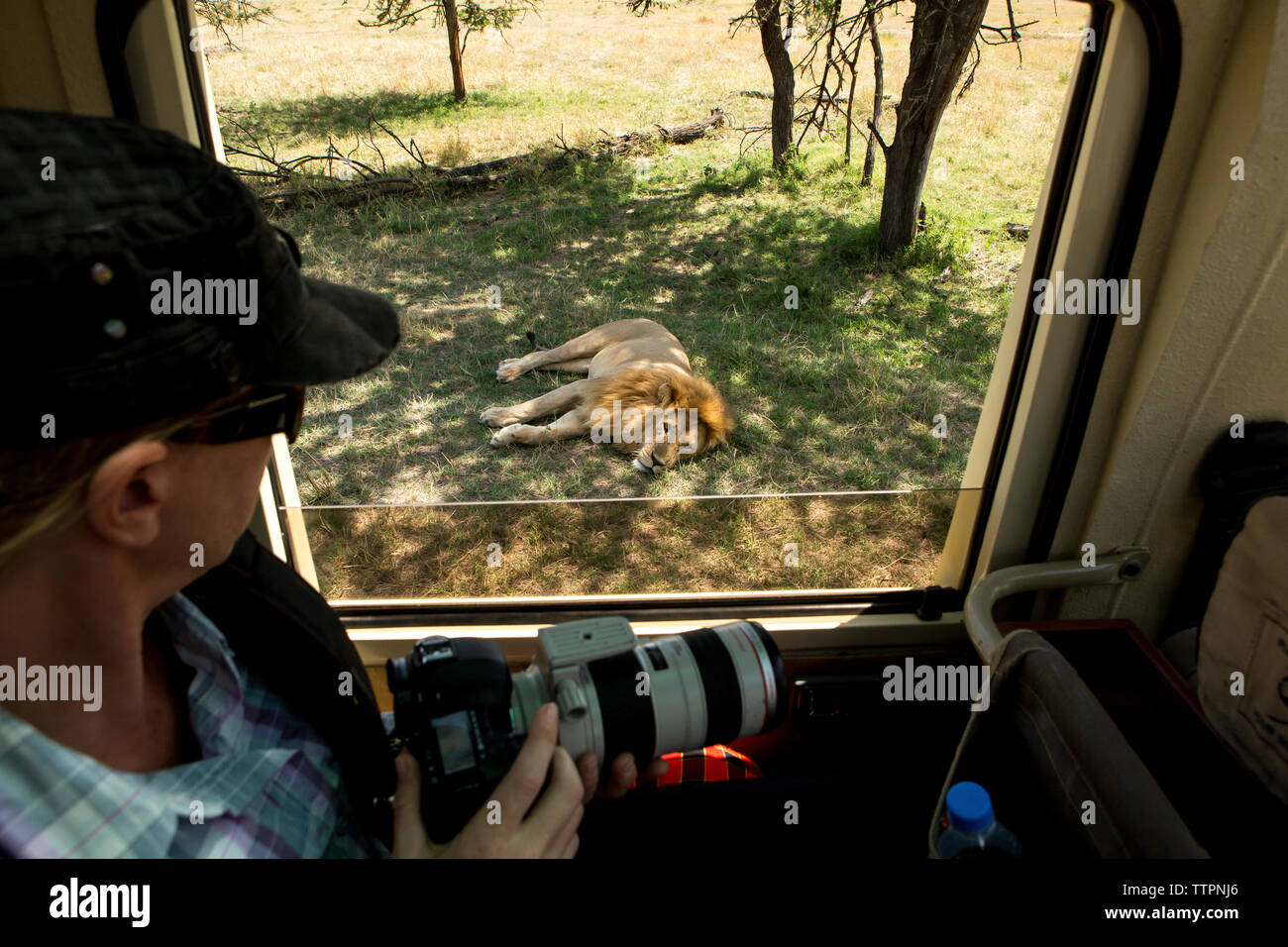 Camara de leon fotografías e imágenes de alta resolución - Alamy