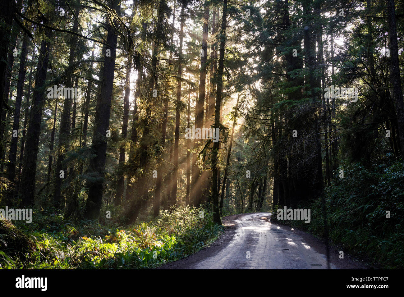 Carretera vacía en medio de árboles en los Parques Nacionales y Estatales de Redwood Foto de stock