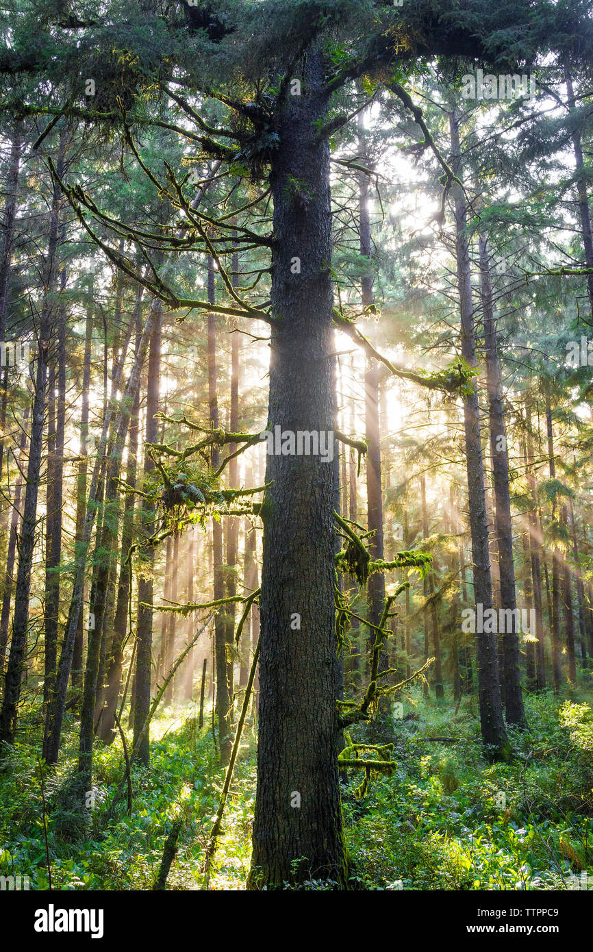 Los árboles y plantas que crecen en los Parques Nacionales y Estatales de Redwood Foto de stock