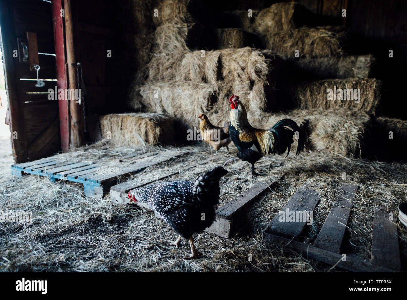 Pollos de pie en el granero Foto de stock