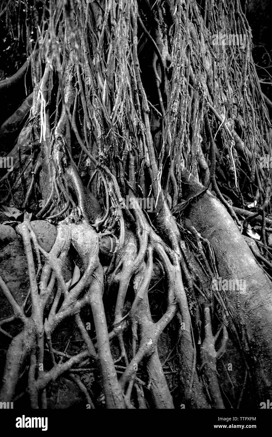 Crecimiento del suelo Imágenes de stock en blanco y negro Página 2