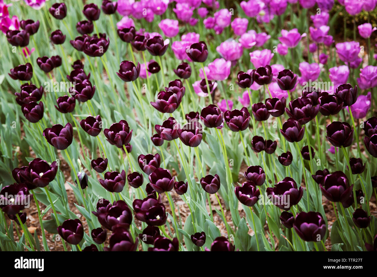 Un alto ángulo de visualización de tulipanes púrpura florece en el campo Foto de stock