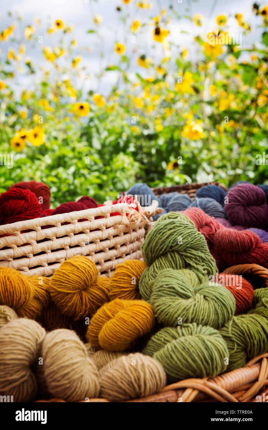 Varias bolas de lana en cesta de mimbre contra plantas Foto de stock