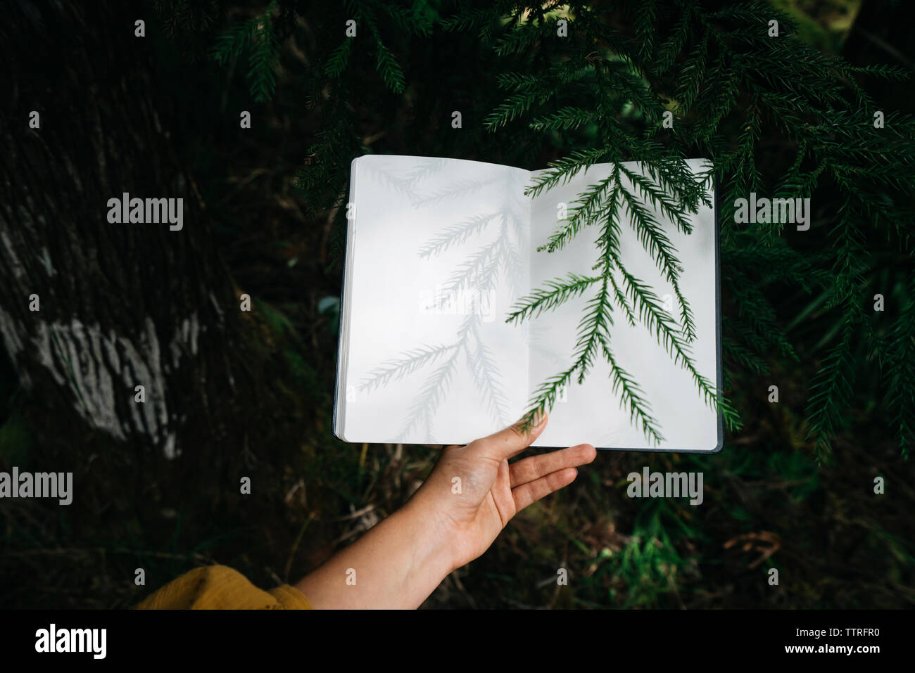 Recorta la mano de mujer sosteniendo libro sobre plantas en el bosque Foto de stock