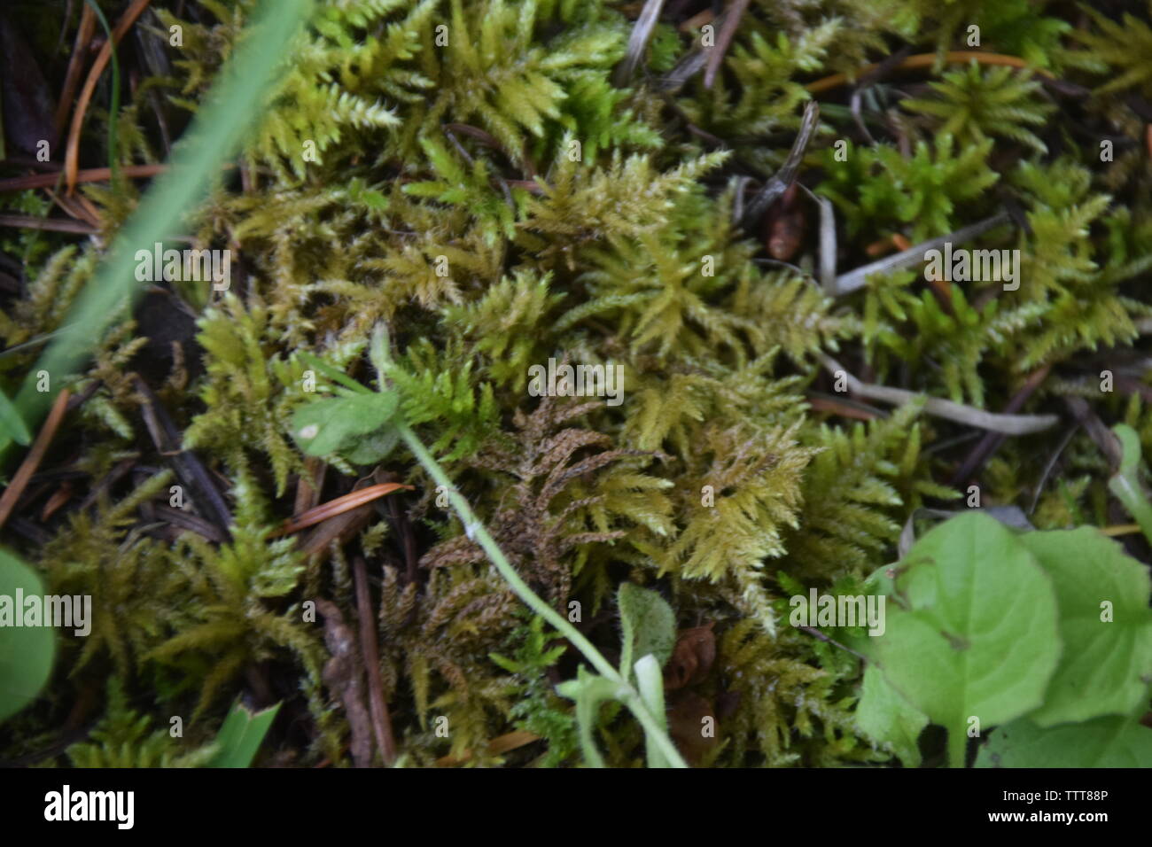Moss crecen en el suelo del bosque Foto de stock