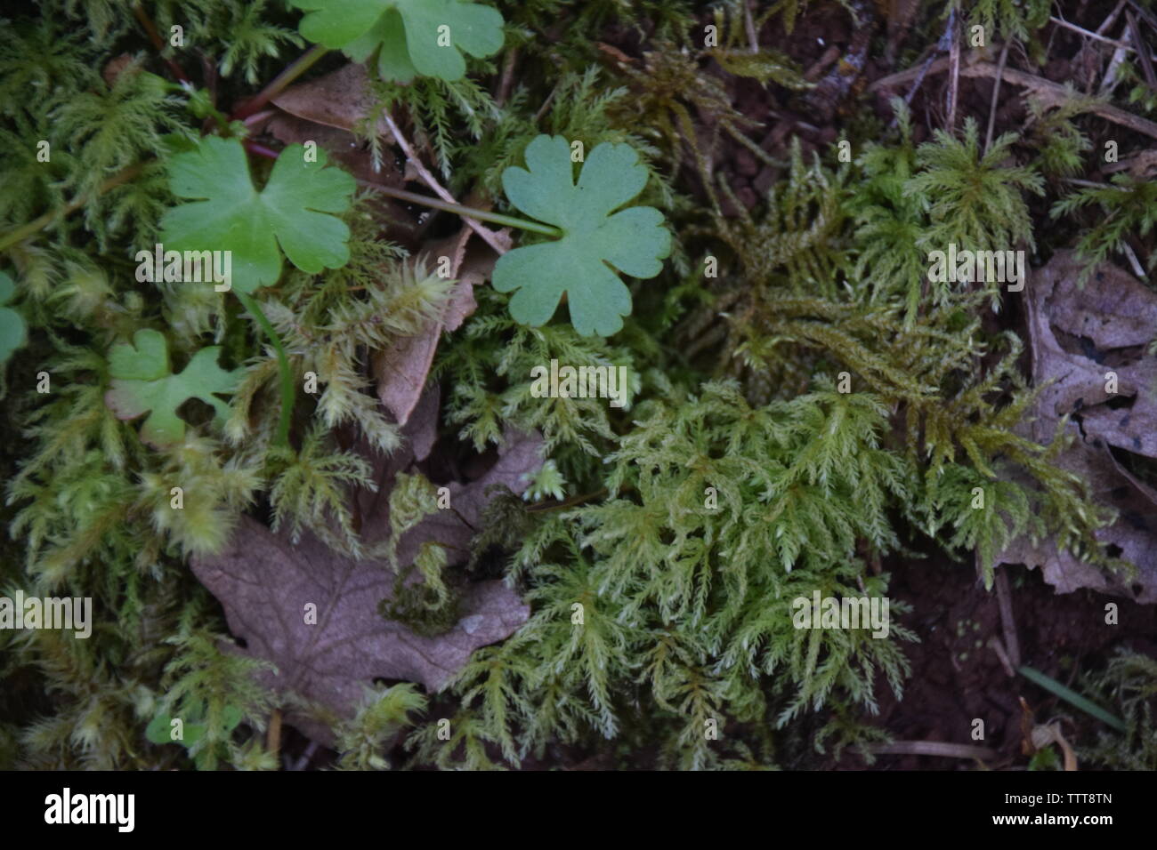 Moss crecen en el suelo del bosque Foto de stock