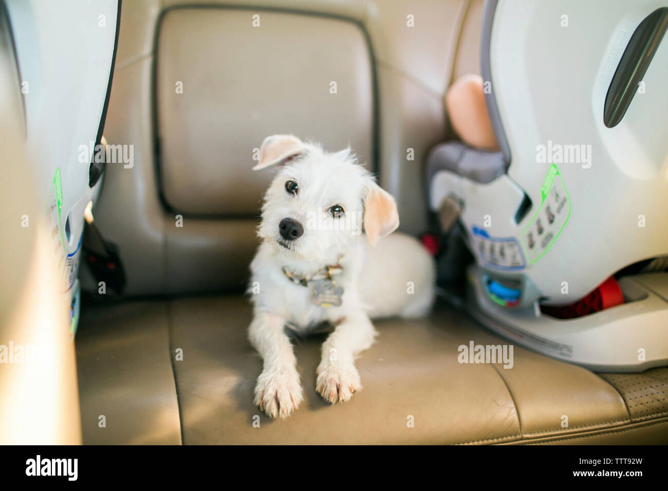 Retrato de perrito blanco sentado en el asiento del vehículo en alquiler Foto de stock
