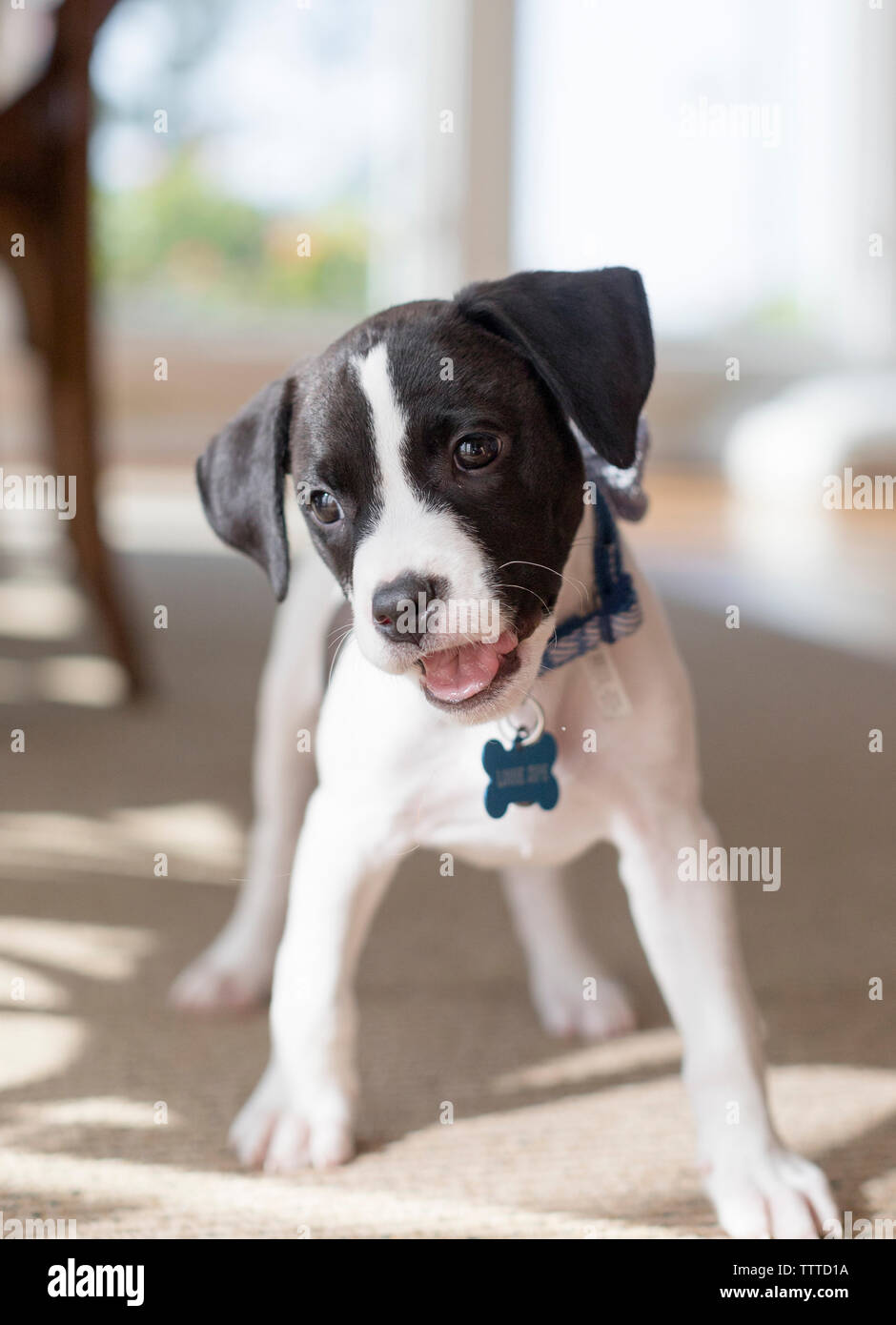 Lindo perrito blanco y negro con orejas Foto de stock