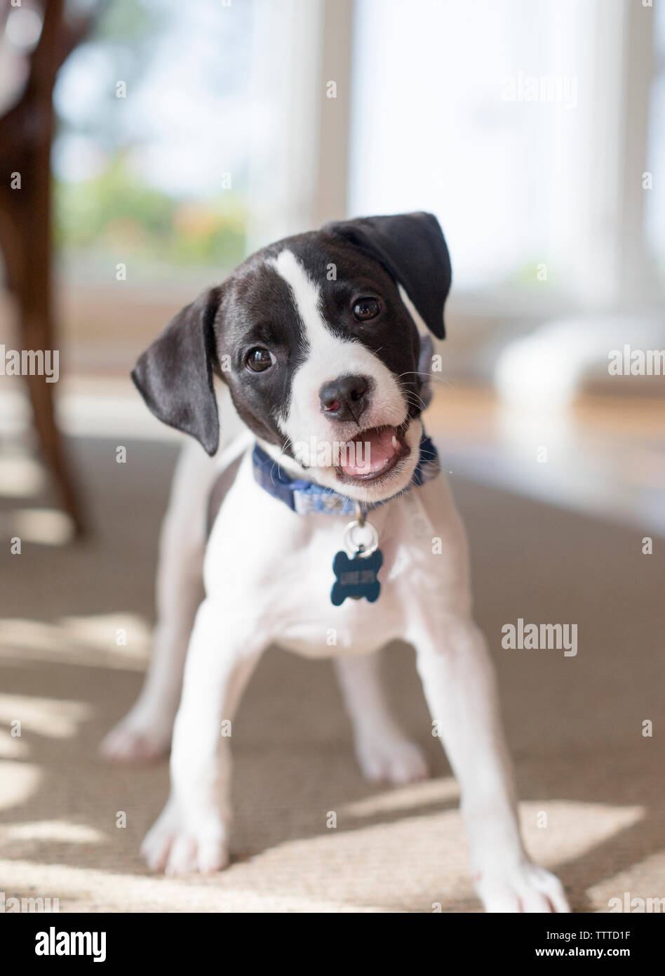 Lindo perrito blanco y negro con orejas Foto de stock
