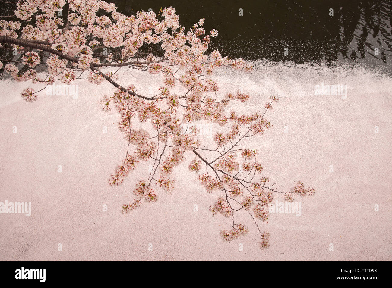 Vista aérea de los cerezos en flor en la rama más de canal durante el invierno Foto de stock