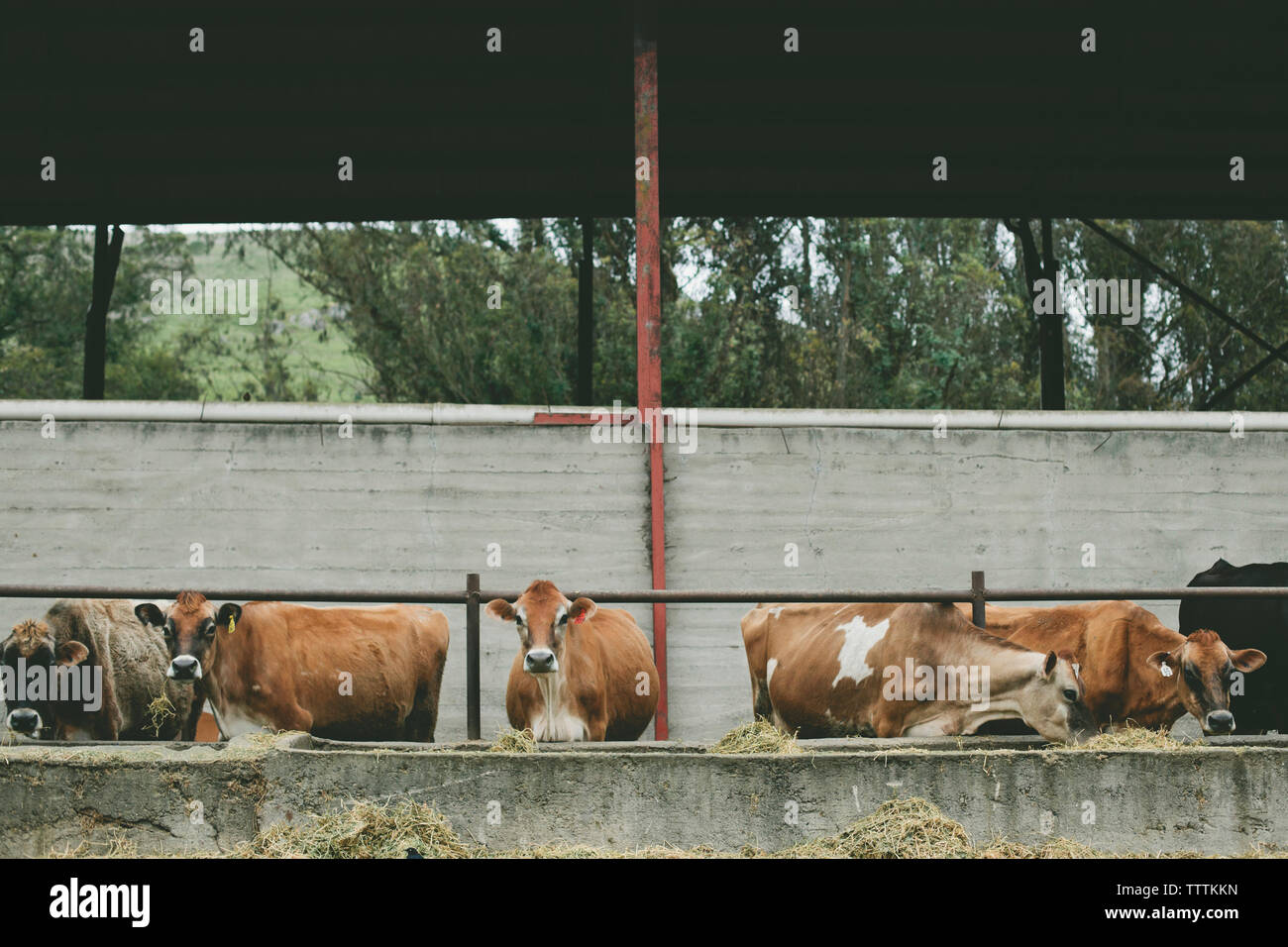 Animales De Granja California Fotos e Imágenes de stock Alamy