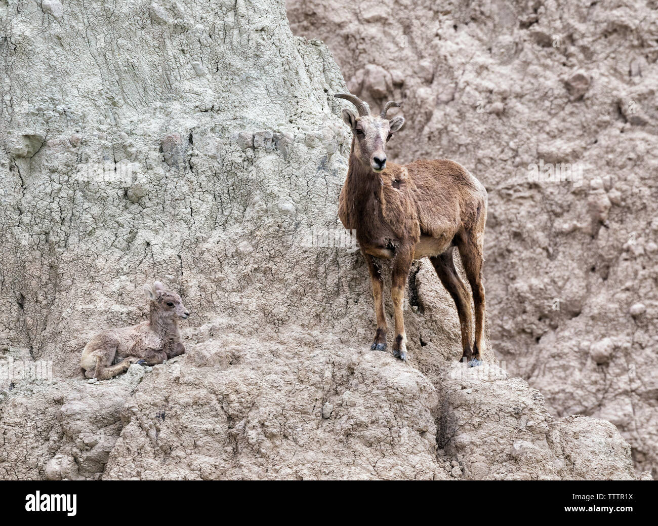 Hembra de oveja de bighorn (Ovis canadensis) con su cordero en el acantilado del Parque Nacional Badlands, Dakota del Sur, EE.UU. Foto de stock