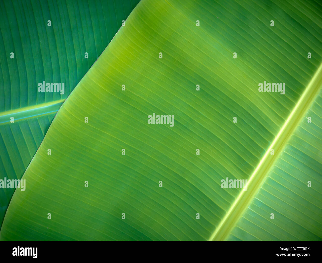 Hojas de banana tropical natural, fondo verde, hojas de plátano natural