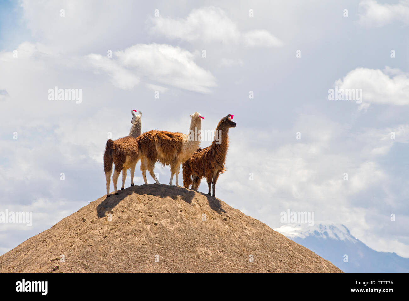 Alpacas en la cima de una colina, Uyuni, departamento de Potosí, Bolivia Foto de stock