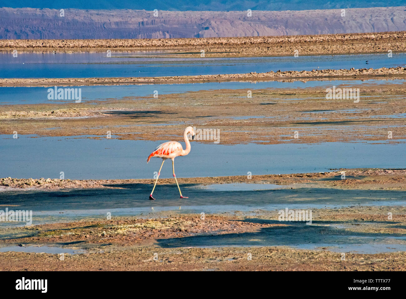 James Flamingo en Flamingo, Parque Nacional, San Pedro de Atacama, Región  de Antofagasta, Chile Fotografía de stock - Alamy
