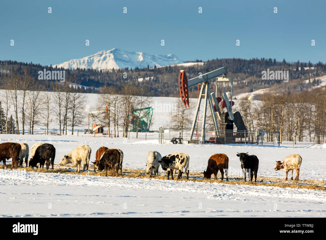 Ganado en un campo cubierto de nieve con pumpjacks cubiertos de nieve, montañas, colinas y cielo azul en el fondo, al oeste del río Alto Foto de stock