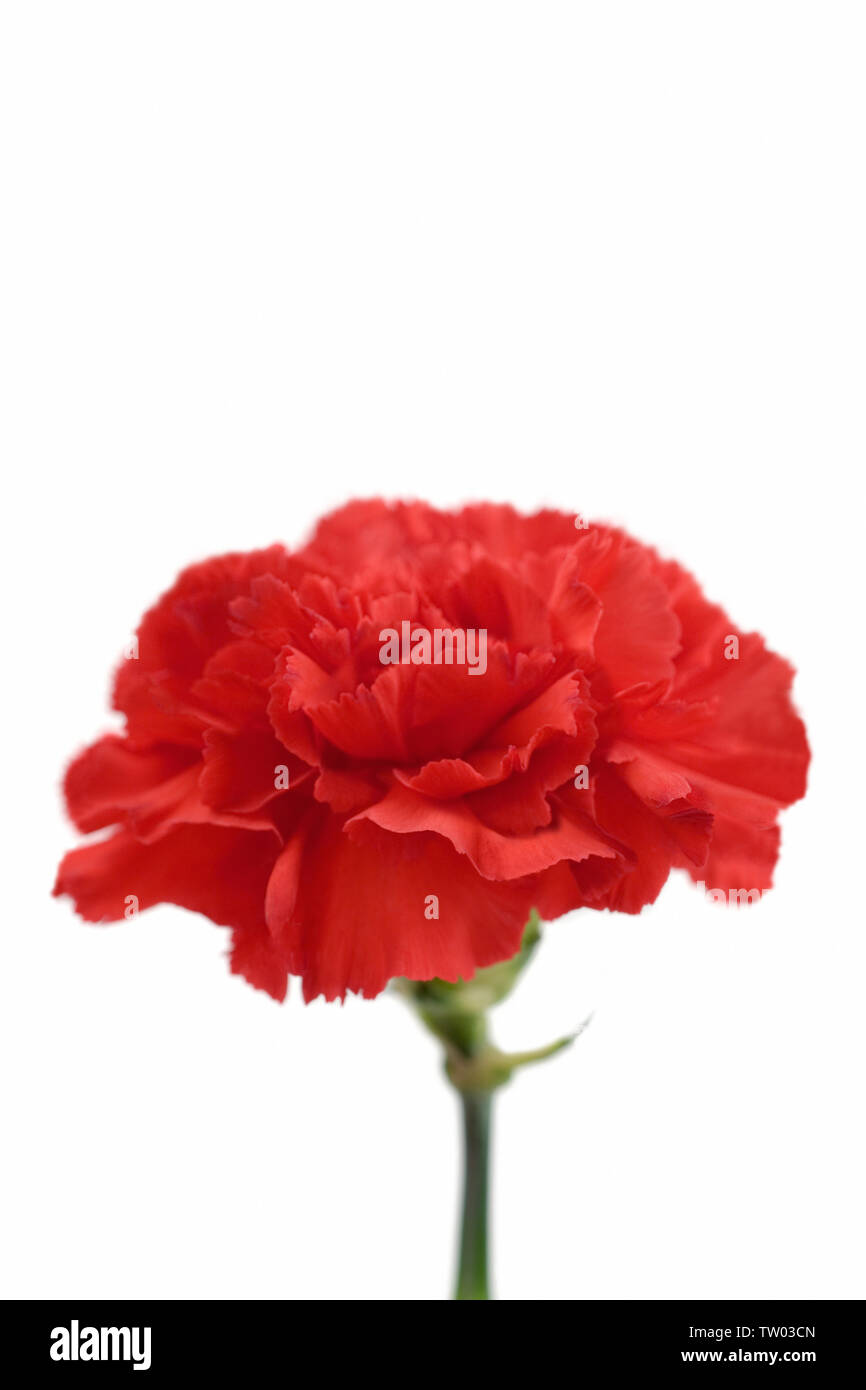 Primer plano de una rosa clavo roja (Dianthus caryophyllus) Foto de stock