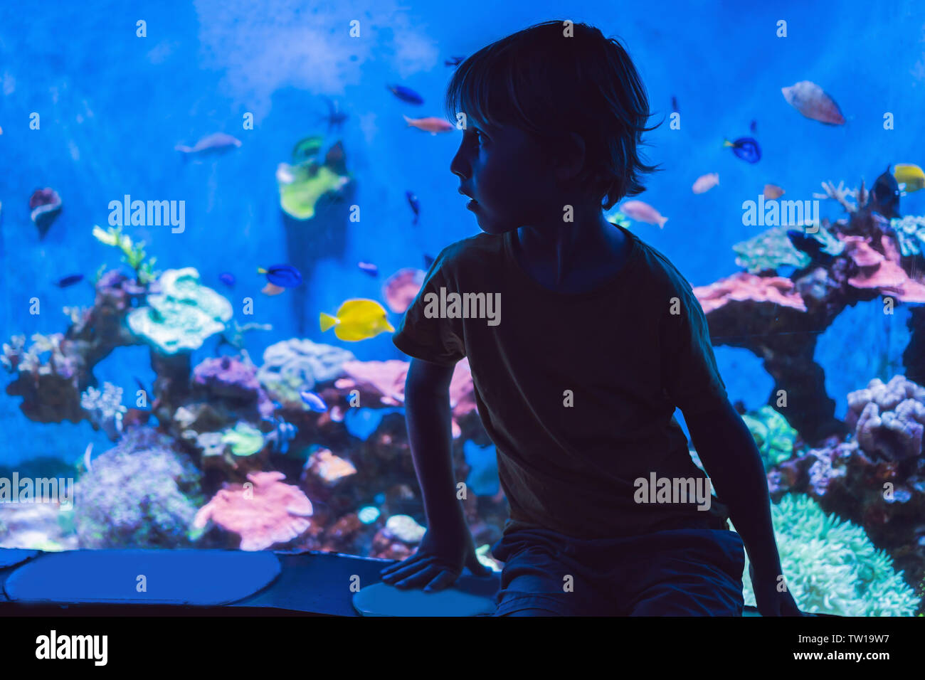 Chico, Chico observando el cardumen de peces nadando en el Oceanarium, los niños que disfrutan de la vida submarina en el Acuario Foto de stock
