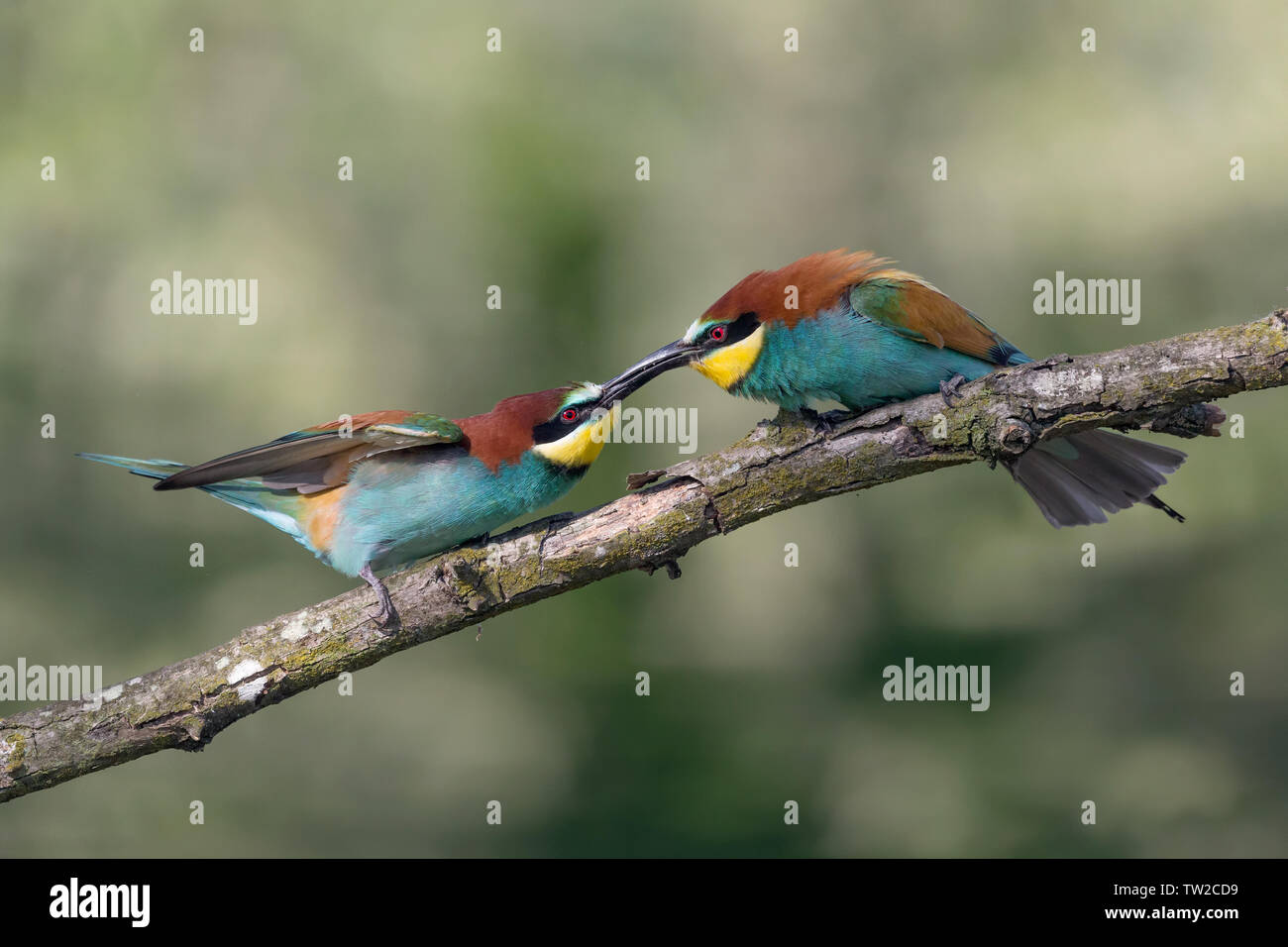 Lucha entre abejas europeas eaters (Merops apiaster) Foto de stock