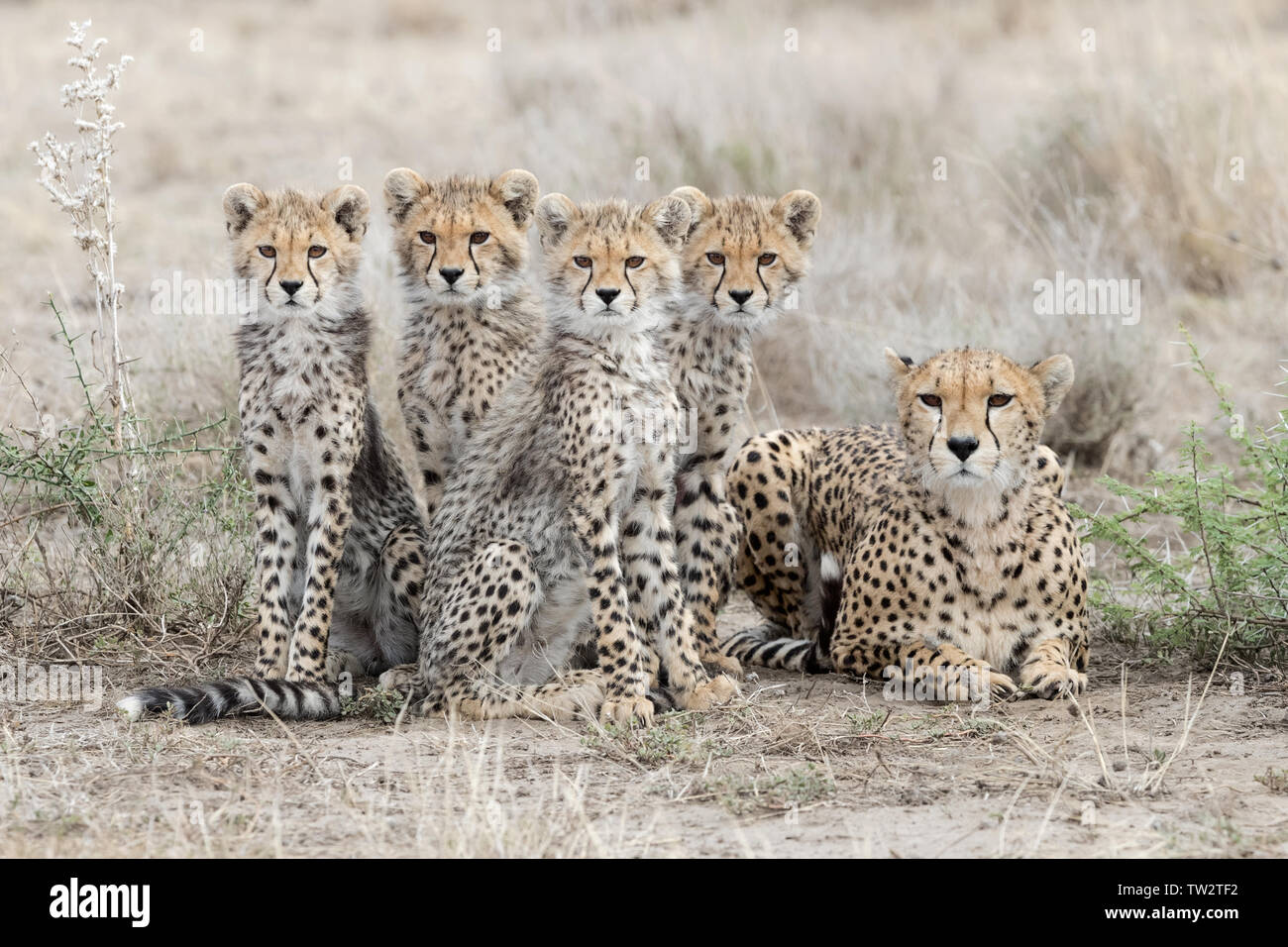 Familia de guepardo (Acinonyx jubatus) retrato, madre y cachorros mirando a la cámara, Ndutu, Tanzania Foto de stock