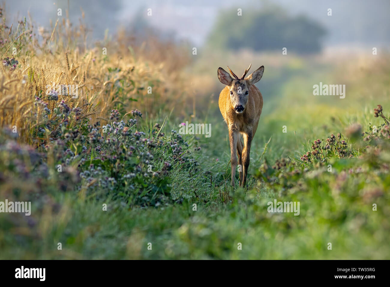Corzo Capreolus capreolus, Buck caminando junto a campo de grano en la soleada mañana de verano. Curioso joven salvaje roebuck acercándose en la naturaleza. Foto de stock