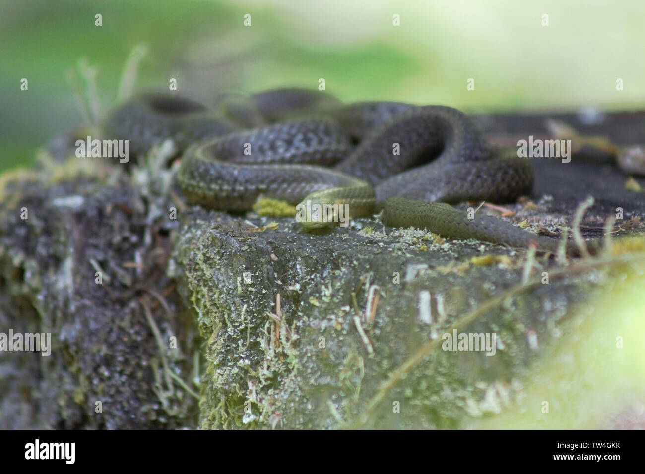 Garter serpientes tomando sol en un viejo tocón de árbol. Foto de stock