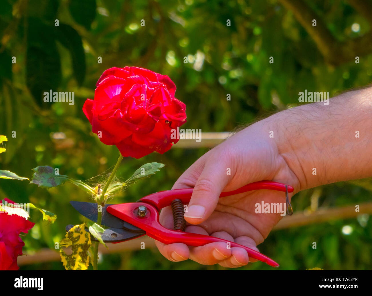 Mano con una cizalla de corte en un jardín de rosas rojas Fotografía de  stock - Alamy