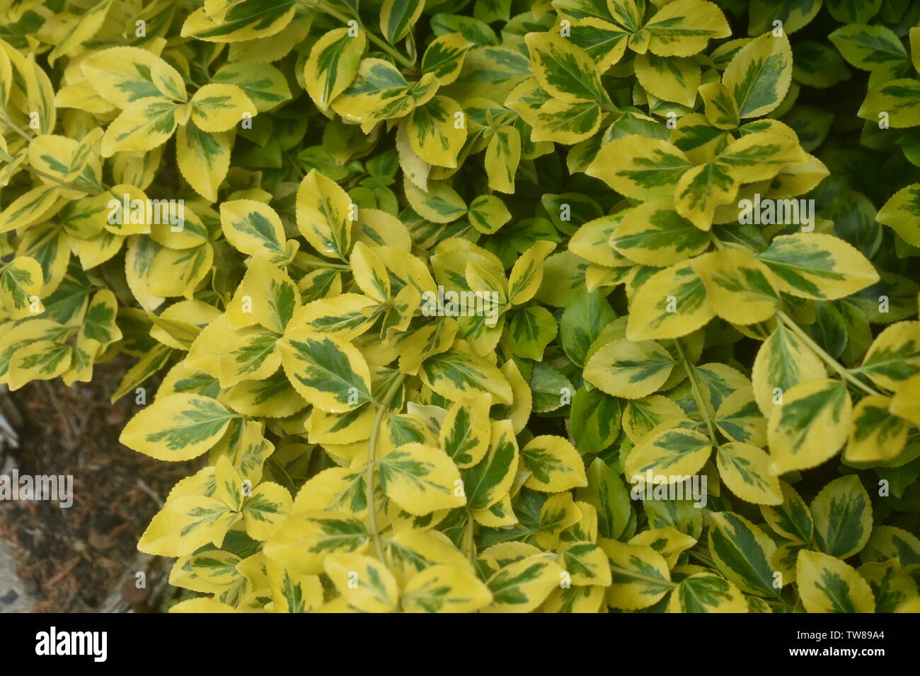 Hojas amarillas y verdes fotografías e imágenes de alta resolución - Alamy