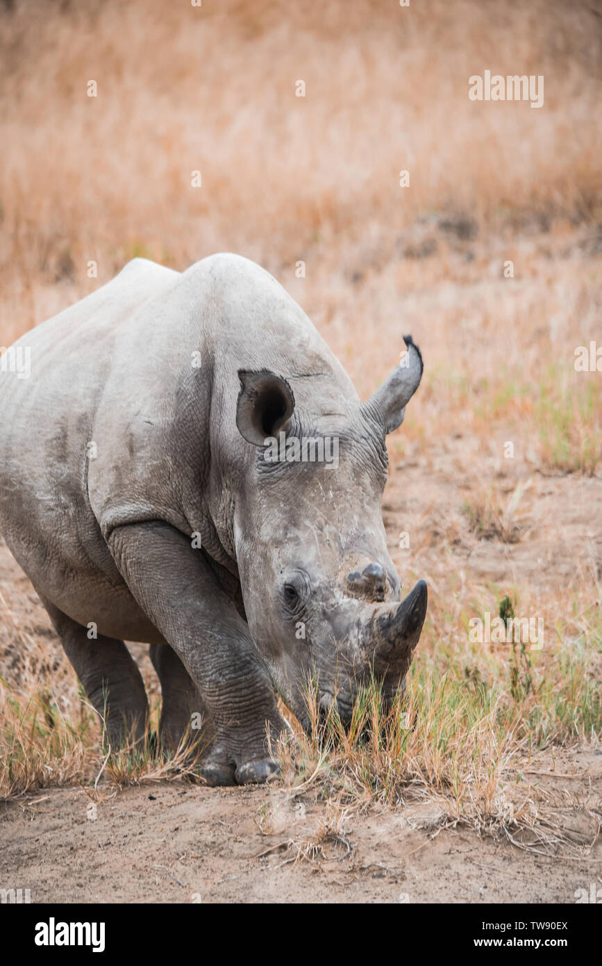 Ternero Rhino siguiente mamá a pesar de tener un poco de mordisquear cada ahora y entonces... Foto de stock
