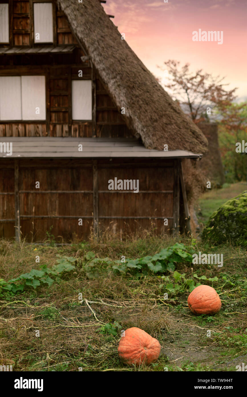 Pumpkin Patch japonés en frente de una casa de estilo Gassho-histórico en Ainokura village, Prefectura de Toyama, en Japón. Gasshō-zukuri Minka 民家 合掌造, granja construir Foto de stock