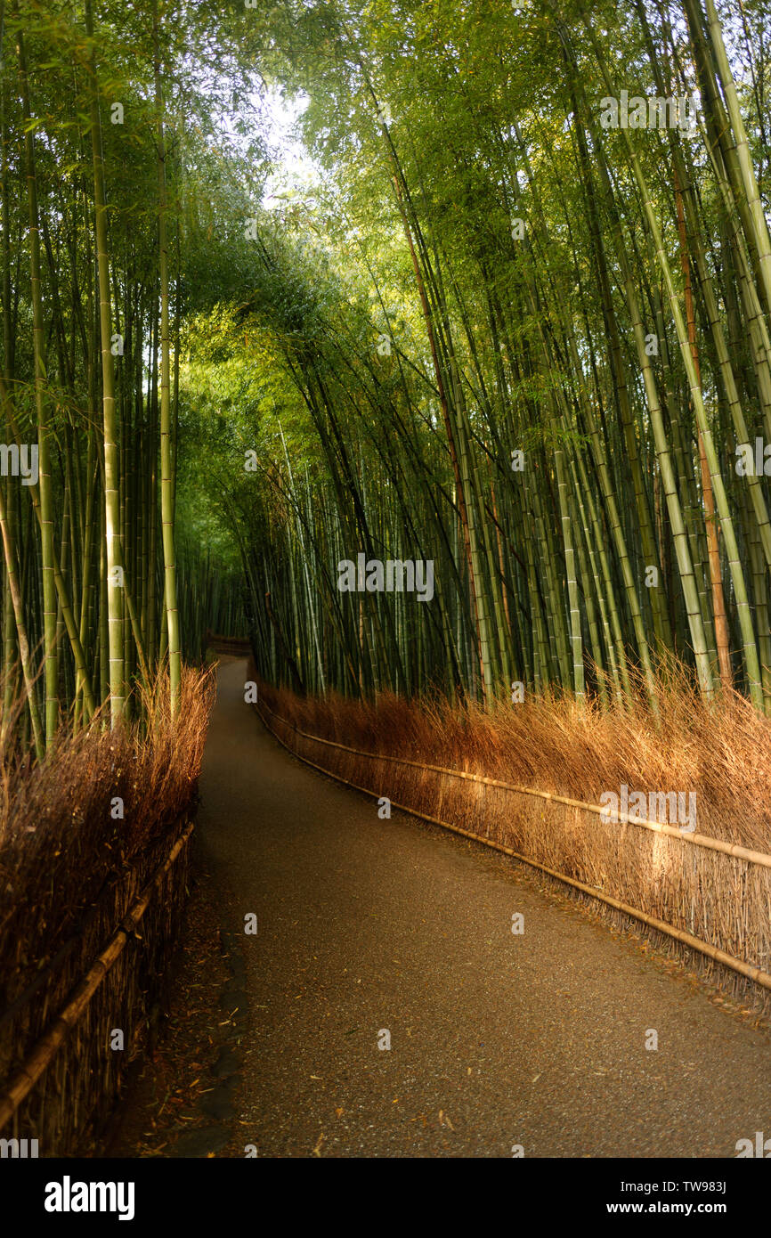 Arashiyama soleadas, bambú trail, artístico tranquilo paisaje de bosque de bambú en Kyoto, Japón. Foto de stock