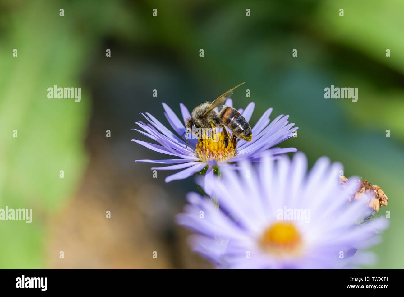 Close-up de una abeja en una flor morada recoge polen y néctar. Fotografía macro horizontal. Foto de stock