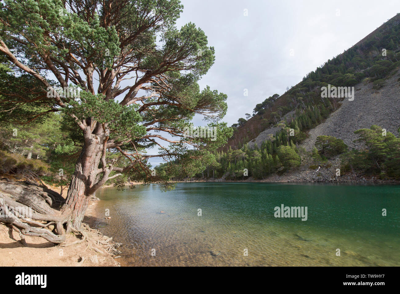 Un Lochan Uaine, Parque Nacional de Cairngorms, Escocia, Gran Bretaña Foto de stock