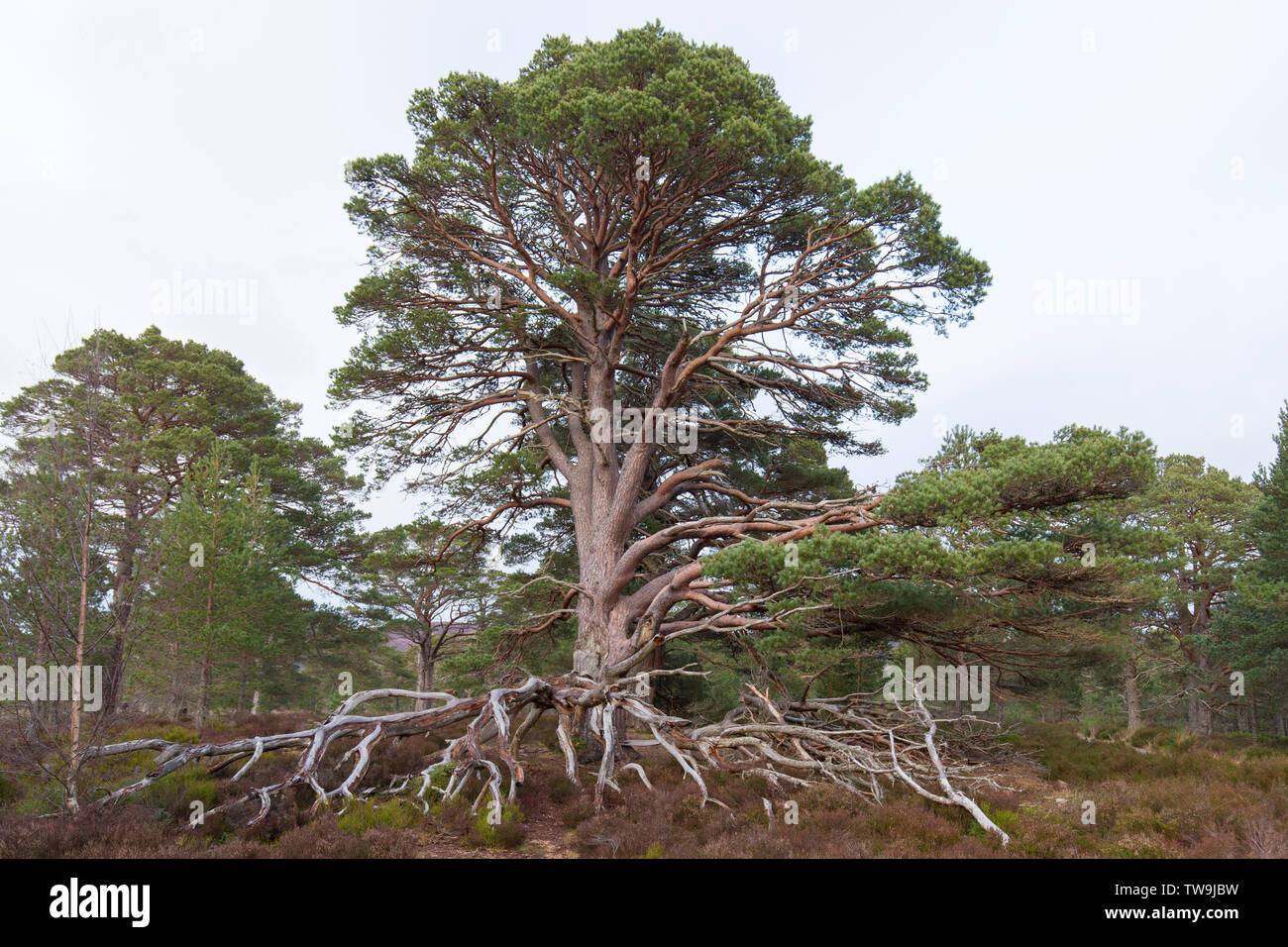 Pino escocés antiguo (Pinus sylvestris) mostrando sus raíces Parque Nacional Cairngorms, Escocia, Gran Bretaña Foto de stock