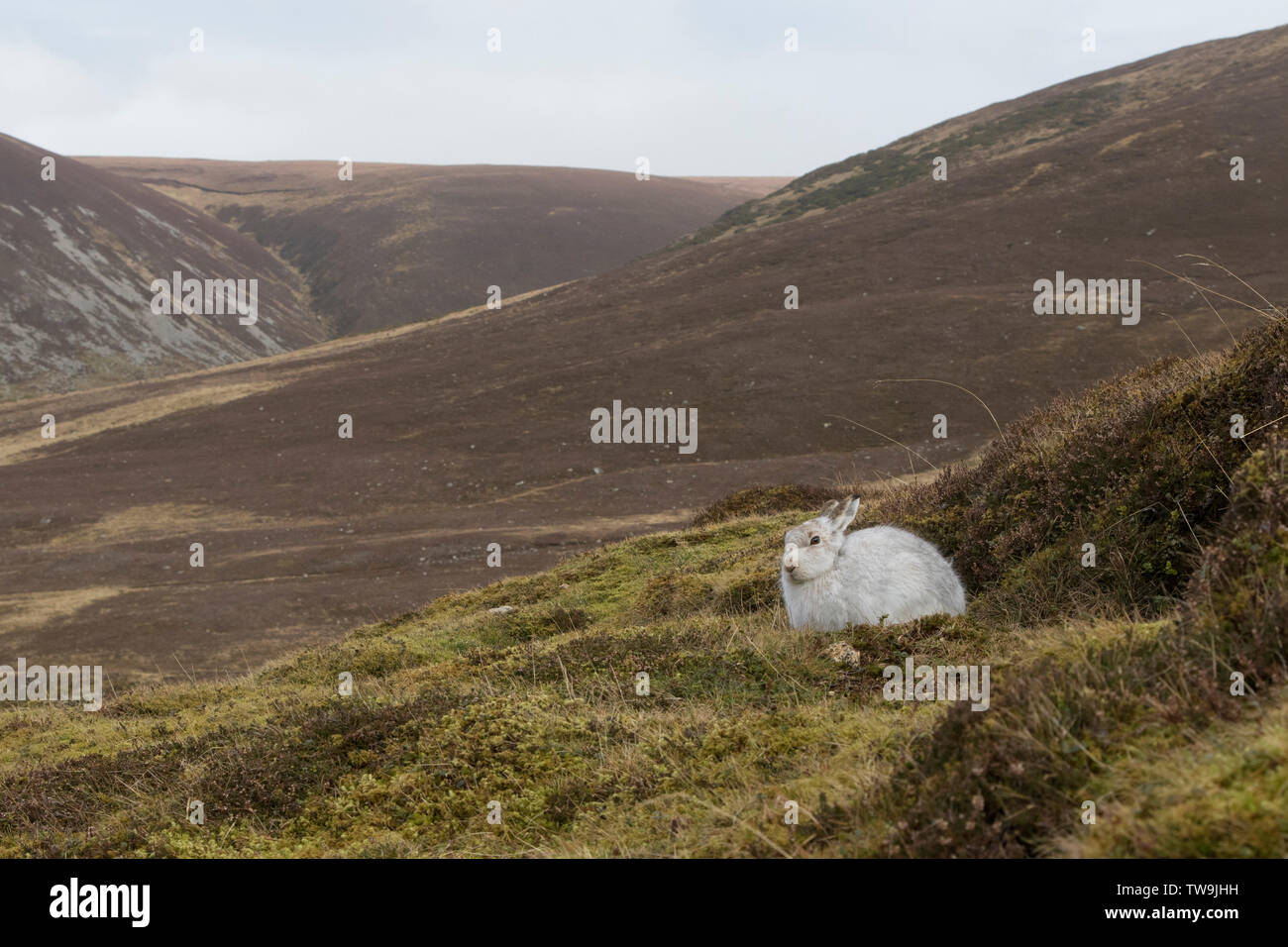 La liebre de montaña (Lepus timidus). En adultos en abrigo. El Parque Nacional de Cairngorms, Escocia Foto de stock