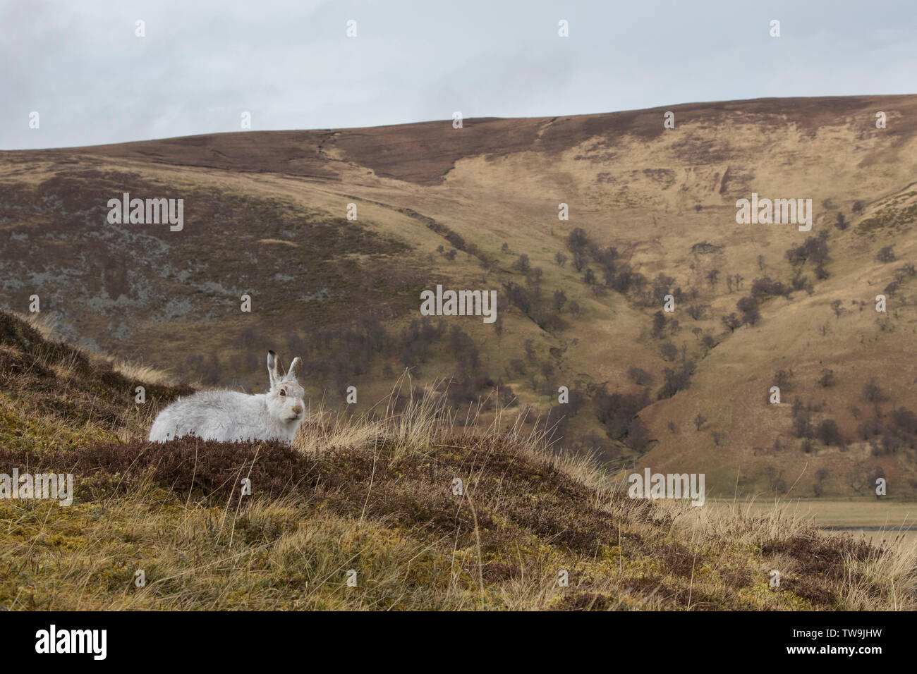 La liebre de montaña (Lepus timidus). En adultos en abrigo. El Parque Nacional de Cairngorms, Escocia Foto de stock