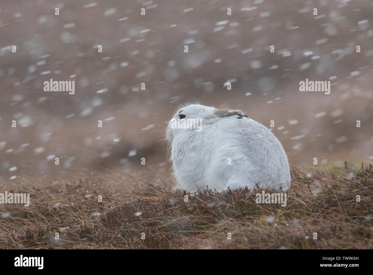 La liebre de montaña (Lepus timidus) Adulto deriva en la nieve. El Parque Nacional de Cairngorms, Escocia Foto de stock